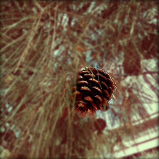 A single pine nut